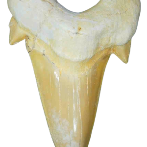 Genuine Eocene Age A Grade Otodus obliquu Shark Tooth for Sale from Morocco #23