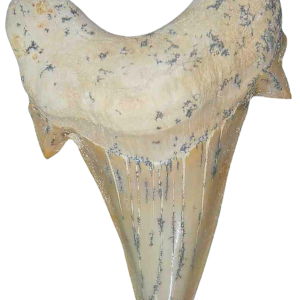 Genuine Eocene Age A Grade Otodus obliquu Shark Tooth for Sale from Morocco #24