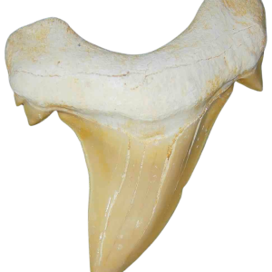 Genuine Eocene Age A Grade Otodus obliquu Shark Tooth for Sale from Morocco #25
