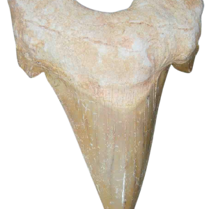 Genuine Eocene Age A Grade Otodus obliquu Shark Tooth for Sale from Morocco #26