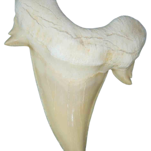 Genuine Eocene Age A Grade Otodus obliquu Shark Tooth for Sale from Morocco #27