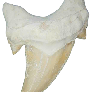 Genuine Eocene Age A Grade Otodus obliquu Shark Tooth for Sale from Morocco #28