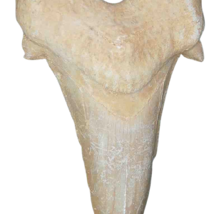 Genuine Eocene Age A Grade Otodus obliquu Shark Tooth for Sale from Morocco #29