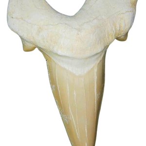 Genuine Eocene Age A Grade Otodus obliquu Shark Tooth for Sale from Morocco #3