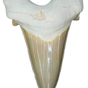 Genuine Eocene Age A Grade Otodus obliquu Shark Tooth for Sale from Morocco #30