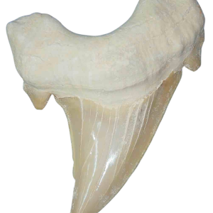 Genuine Eocene Age A Grade Otodus obliquu Shark Tooth for Sale from Morocco #31