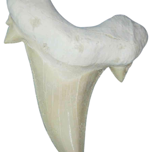 Genuine Eocene Age A Grade Otodus obliquu Shark Tooth for Sale from Morocco #4