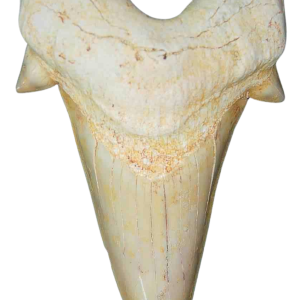 Genuine Eocene Age A Grade Otodus obliquu Shark Tooth for Sale from Morocco #5