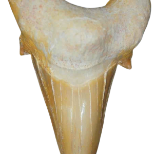 Genuine Eocene Age A Grade Otodus obliquu Shark Tooth for Sale from Morocco #6