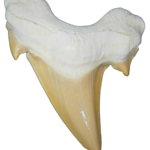 Genuine Eocene Age A Grade Otodus obliquu Shark Tooth for Sale from Morocco #7