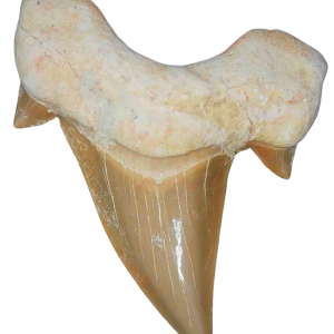 Genuine Eocene Age A Grade Otodus obliquu Shark Tooth for Sale from Morocco #8