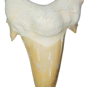 Genuine Eocene Age A Grade Otodus obliquu Shark Tooth for Sale from Morocco #9