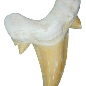 Morocco Eocene A Grade Otodus obliquus Shark tooth 275 inch class 1 | Fossils for Sale Genuine Eocene Age A Grade Otodus obliquu Shark Tooth for Sale from Morocco #1