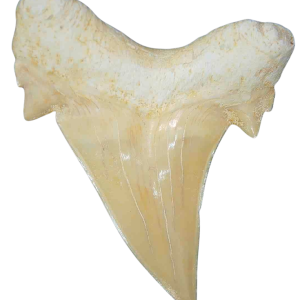 Morocco Eocene A Grade Otodus obliquus Shark tooth 275 inch class 10 | Fossils for Sale Genuine Eocene Age A Grade Otodus obliquu Shark Tooth for Sale from Morocco #10