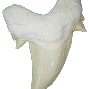 Morocco Eocene A Grade Otodus obliquus Shark tooth 275 inch class 11a | Fossils for Sale Genuine Eocene Age A Grade Otodus obliquu Shark Tooth for Sale from Morocco #11a