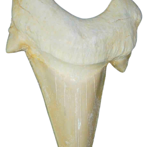 Morocco Eocene A Grade Otodus obliquus Shark tooth 275 inch class 12 | Fossils for Sale Genuine Eocene Age A Grade Otodus obliquu Shark Tooth for Sale from Morocco #12