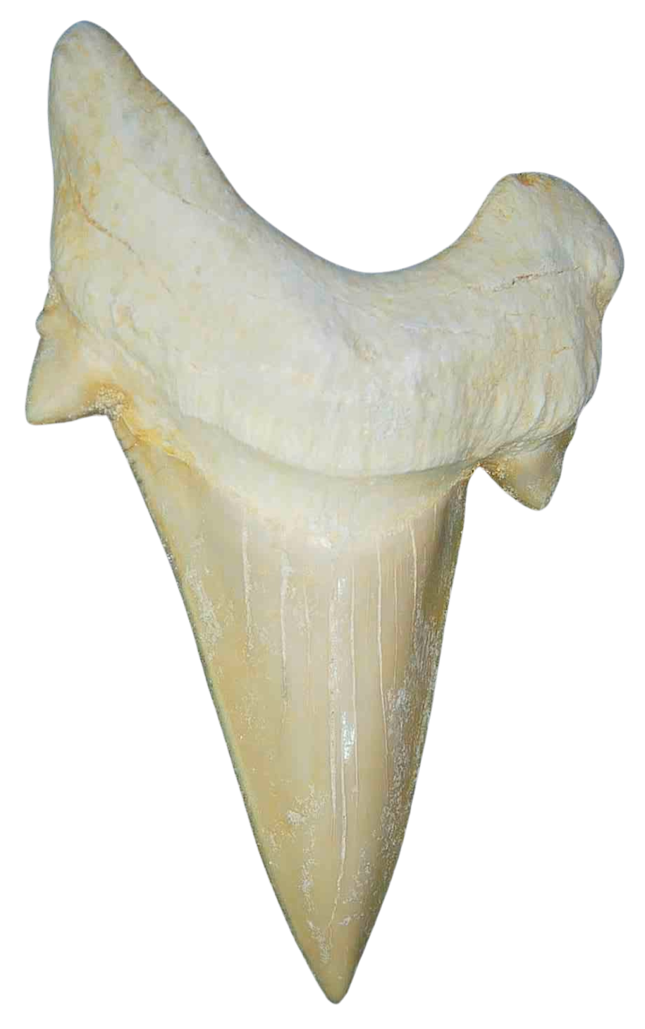 Morocco Eocene A Grade Otodus obliquus Shark tooth 275 inch class 12 | Fossils for Sale Genuine Eocene Age A Grade Otodus obliquu Shark Tooth for Sale from Morocco #12