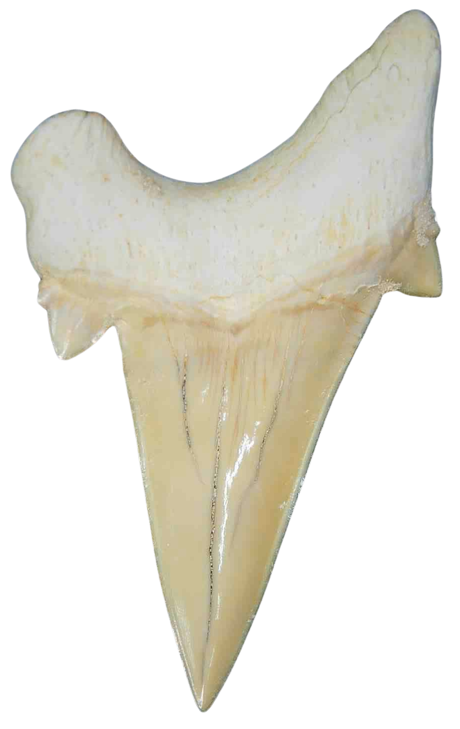 Morocco Eocene A Grade Otodus obliquus Shark tooth 275 inch class 12a | Fossils for Sale Genuine Eocene Age A Grade Otodus obliquu Shark Tooth for Sale from Morocco #12a
