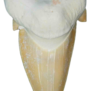 Morocco Eocene A Grade Otodus obliquus Shark tooth 275 inch class 13 | Fossils for Sale Genuine Eocene Age A Grade Otodus obliquu Shark Tooth for Sale from Morocco #13