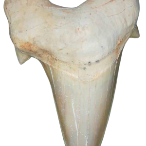 Morocco Eocene A Grade Otodus obliquus Shark tooth 275 inch class 14 | Fossils for Sale Genuine Eocene Age A Grade Otodus obliquu Shark Tooth for Sale from Morocco #14