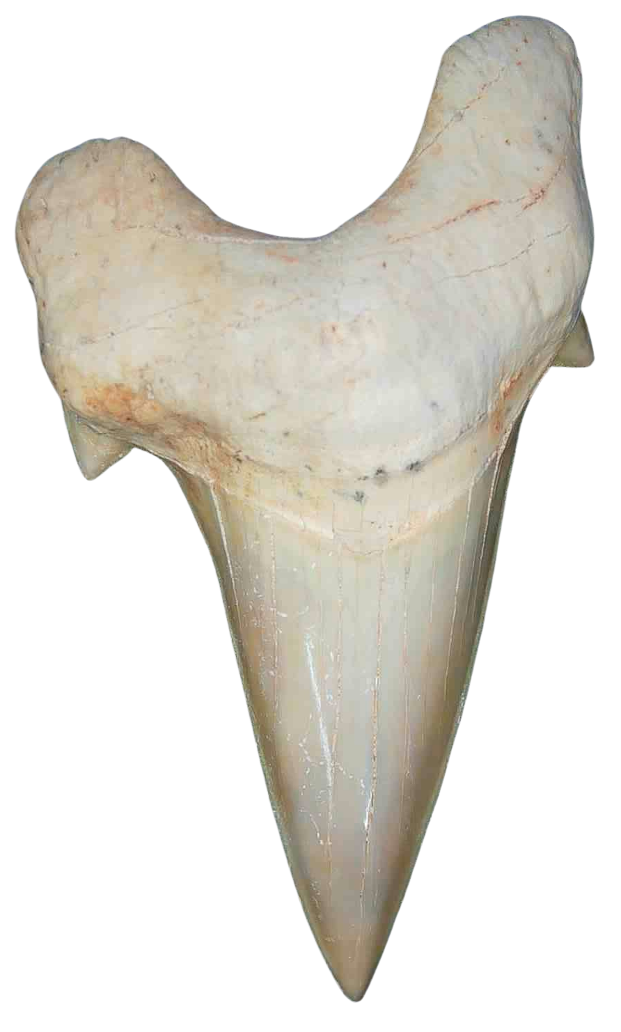 Morocco Eocene A Grade Otodus obliquus Shark tooth 275 inch class 14 | Fossils for Sale Genuine Eocene Age A Grade Otodus obliquu Shark Tooth for Sale from Morocco #14