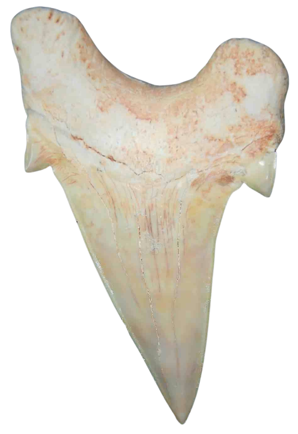 Morocco Eocene A Grade Otodus obliquus Shark tooth 275 inch class 14a | Fossils for Sale Genuine Eocene Age A Grade Otodus obliquu Shark Tooth for Sale from Morocco #14a