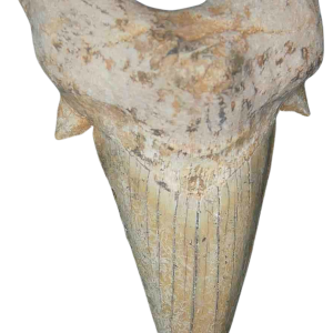 Morocco Eocene A Grade Otodus obliquus Shark tooth 275 inch class 15 | Fossils for Sale Genuine Eocene Age A Grade Otodus obliquu Shark Tooth for Sale from Morocco #15