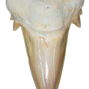 Morocco Eocene A Grade Otodus obliquus Shark tooth 275 inch class 16 | Fossils for Sale Genuine Eocene Age A Grade Otodus obliquu Shark Tooth for Sale from Morocco #16