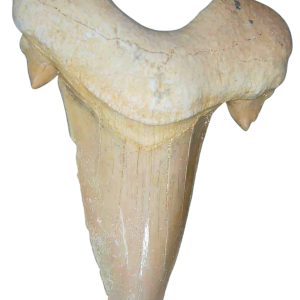 Morocco Eocene A Grade Otodus obliquus Shark tooth 275 inch class 17 | Fossils for Sale Genuine Eocene Age A Grade Otodus obliquu Shark Tooth for Sale from Morocco #17