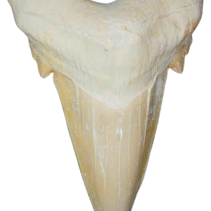Morocco Eocene A Grade Otodus obliquus Shark tooth 275 inch class 18 | Fossils for Sale Genuine Eocene Age A Grade Otodus obliquu Shark Tooth for Sale from Morocco #18