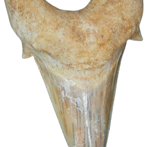 Morocco Eocene A Grade Otodus obliquus Shark tooth 275 inch class 19 | Fossils for Sale Genuine Eocene Age A Grade Otodus obliquu Shark Tooth for Sale from Morocco #19