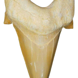 Genuine Eocene Age A Grade Otodus obliquu Shark Tooth for Sale from Morocco #2