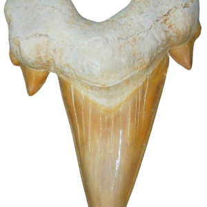 Morocco Eocene A Grade Otodus obliquus Shark tooth 275 inch class 20 | Fossils for Sale Genuine Eocene Age A Grade Otodus obliquu Shark Tooth for Sale from Morocco #20