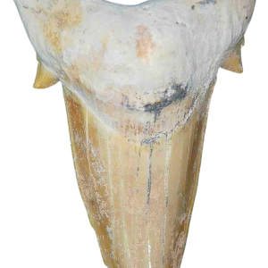 Genuine Eocene Age A Grade Otodus obliquu Shark Tooth for Sale from Morocco #3