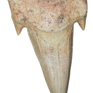 Genuine Eocene Age A Grade Otodus obliquu Shark Tooth for Sale from Morocco #4