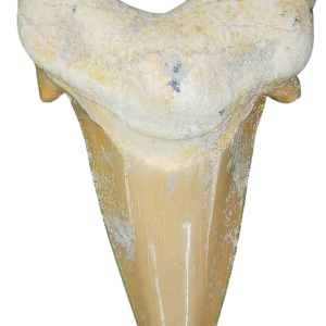 Genuine Eocene Age A Grade Otodus obliquu Shark Tooth for Sale from Morocco #5