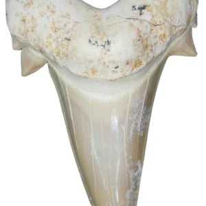 Morocco Eocene A Grade Otodus obliquus Shark tooth 275 inch class 6 | Fossils for Sale Genuine Eocene Age A Grade Otodus obliquu Shark Tooth for Sale from Morocco #6