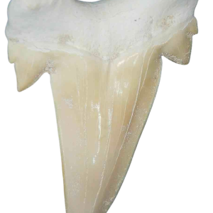 Morocco Eocene A Grade Otodus obliquus Shark tooth 275 inch class 7 | Fossils for Sale Genuine Eocene Age A Grade Otodus obliquu Shark Tooth for Sale from Morocco #7