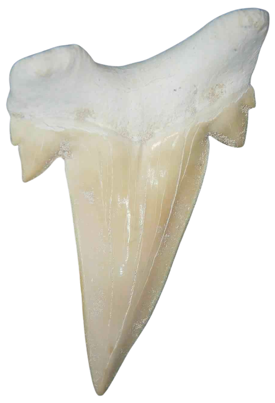 Morocco Eocene A Grade Otodus obliquus Shark tooth 275 inch class 7 | Fossils for Sale Genuine Eocene Age A Grade Otodus obliquu Shark Tooth for Sale from Morocco #7