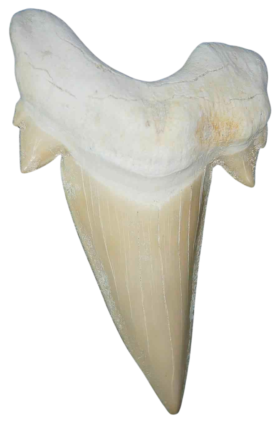 Morocco Eocene A Grade Otodus obliquus Shark tooth 275 inch class 7a | Fossils for Sale Genuine Eocene Age A Grade Otodus obliquu Shark Tooth for Sale from Morocco #7a