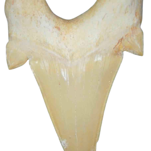 Morocco Eocene A Grade Otodus obliquus Shark tooth 275 inch class 8 | Fossils for Sale Genuine Eocene Age A Grade Otodus obliquu Shark Tooth for Sale from Morocco #8