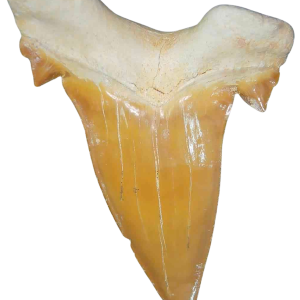 Morocco Eocene A Grade Otodus obliquus Shark tooth 275 inch class 9 | Fossils for Sale Genuine Eocene Age A Grade Otodus obliquu Shark Tooth for Sale from Morocco #9