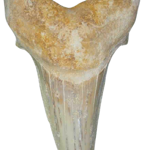 Morocco Eocene A Grade Otodus obliquus Shark tooth 3 inch class 1 | Fossils for Sale Genuine Eocene Age A Grade Otodus obliquu Shark Tooth for Sale from Morocco #1