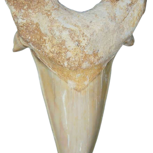 Morocco Eocene A Grade Otodus obliquus Shark tooth 3 inch class 10 | Fossils for Sale Genuine Eocene Age A Grade Otodus obliquu Shark Tooth for Sale from Morocco #10
