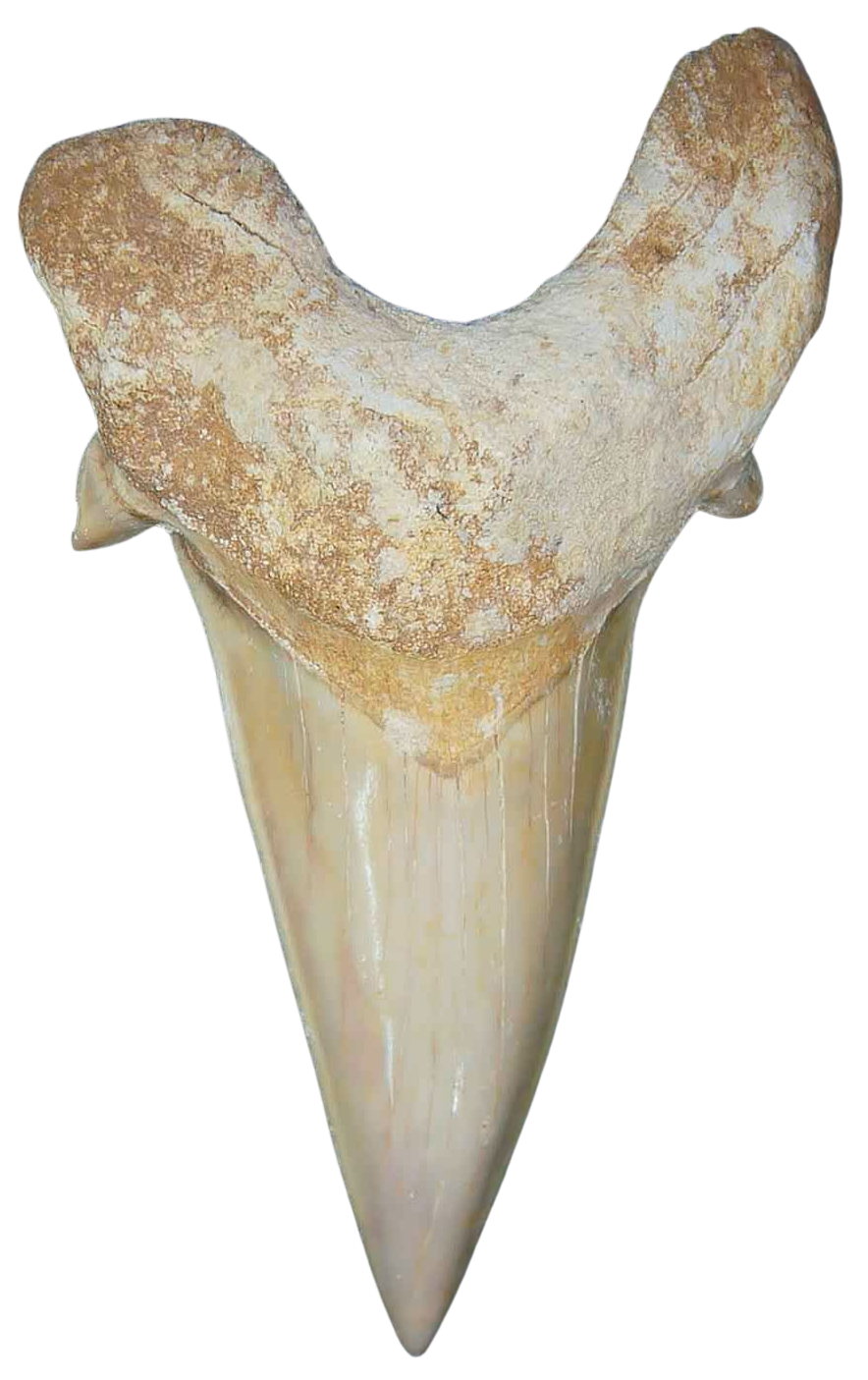 Morocco Eocene A Grade Otodus obliquus Shark tooth 3 inch class 10 | Fossils for Sale Genuine Eocene Age A Grade Otodus obliquu Shark Tooth for Sale from Morocco #10
