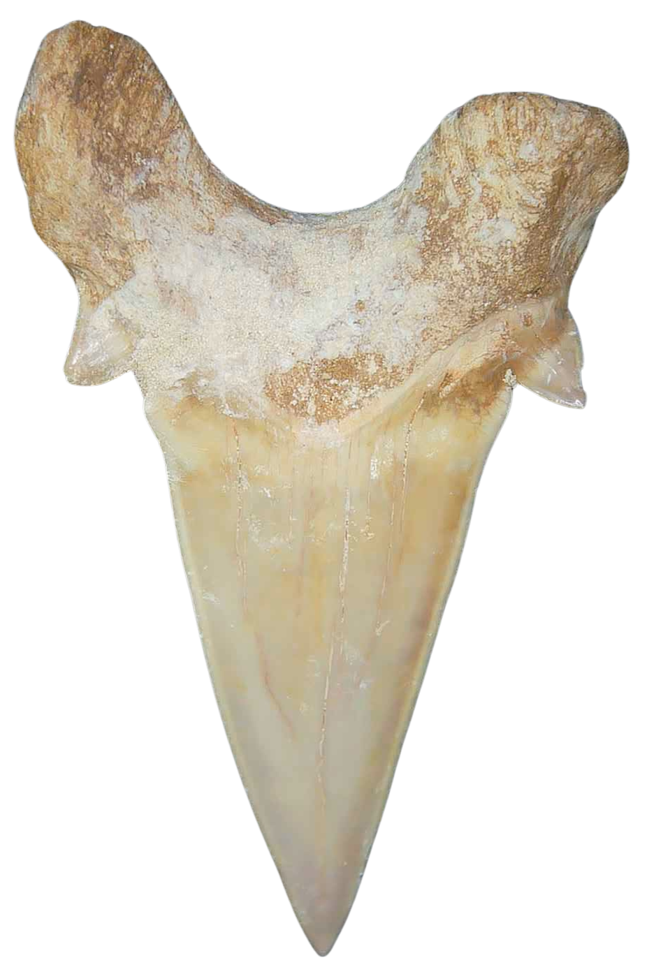 Morocco Eocene A Grade Otodus obliquus Shark tooth 3 inch class 10a | Fossils for Sale Genuine Eocene Age A Grade Otodus obliquu Shark Tooth for Sale from Morocco #10a