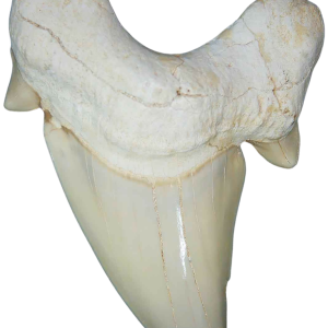 Morocco Eocene A Grade Otodus obliquus Shark tooth 3 inch class 2 | Fossils for Sale Genuine Eocene Age A Grade Otodus obliquu Shark Tooth for Sale from Morocco #2