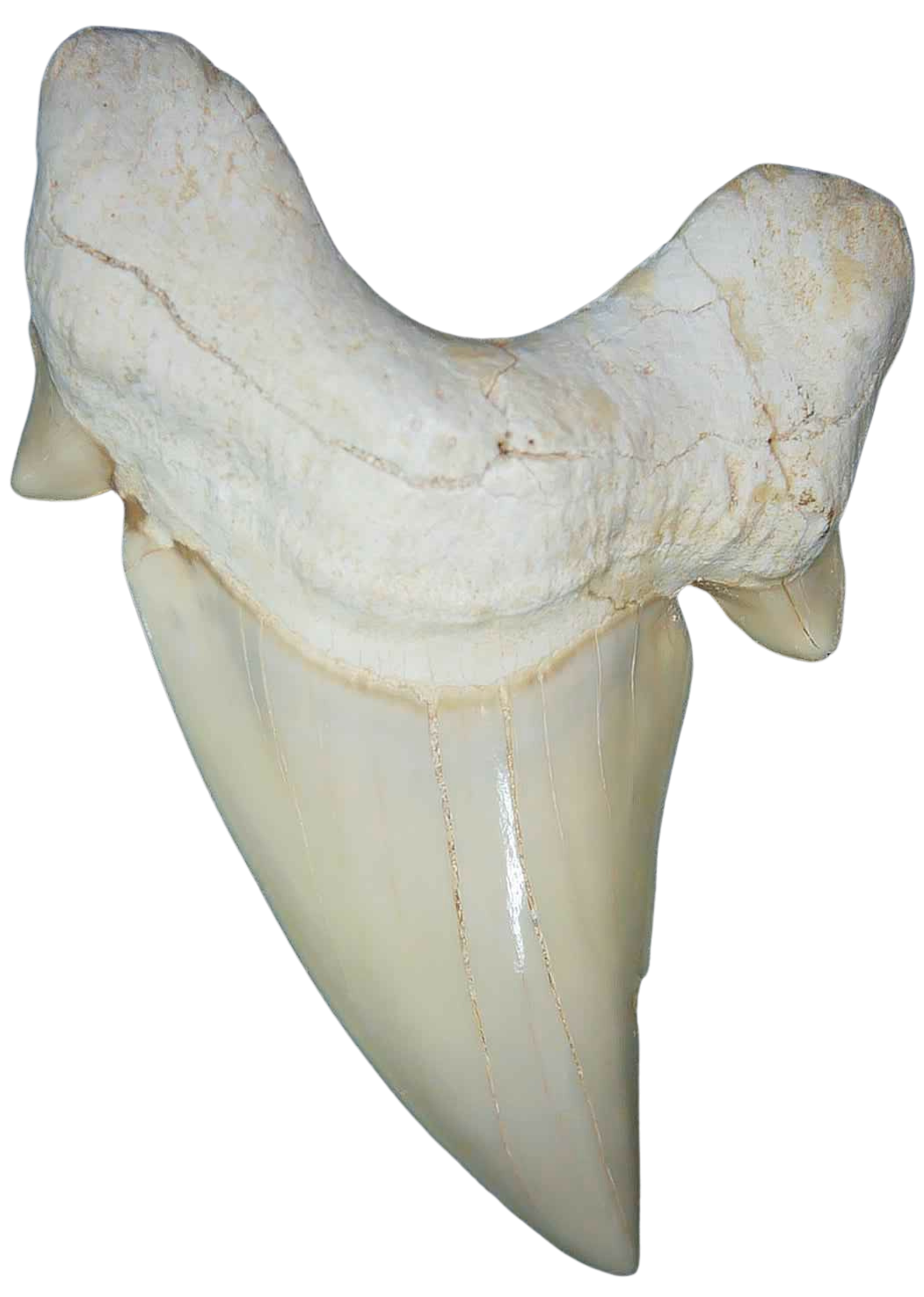 Morocco Eocene A Grade Otodus obliquus Shark tooth 3 inch class 2 | Fossils for Sale Genuine Eocene Age A Grade Otodus obliquu Shark Tooth for Sale from Morocco #2