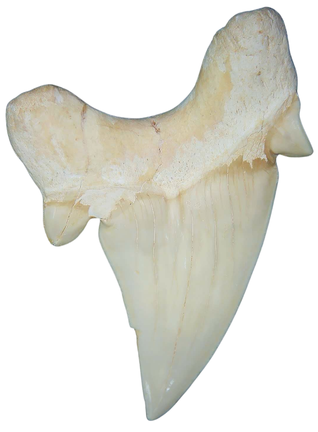 Morocco Eocene A Grade Otodus obliquus Shark tooth 3 inch class 2a | Fossils for Sale Genuine Eocene Age A Grade Otodus obliquu Shark Tooth for Sale from Morocco #2a
