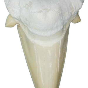 Morocco Eocene A Grade Otodus obliquus Shark tooth 3 inch class 3 | Fossils for Sale Genuine Eocene Age A Grade Otodus obliquu Shark Tooth for Sale from Morocco #3
